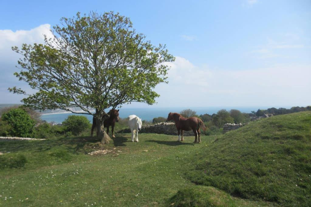 225 Buttercup Swanage Bay View - Vacation Home Bagian luar foto